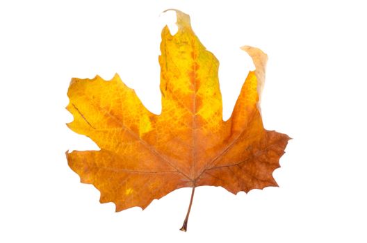 autumn maple-leaf, isolated on a white background.