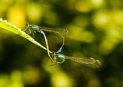 Dragonfly sitting on a flower in the morning