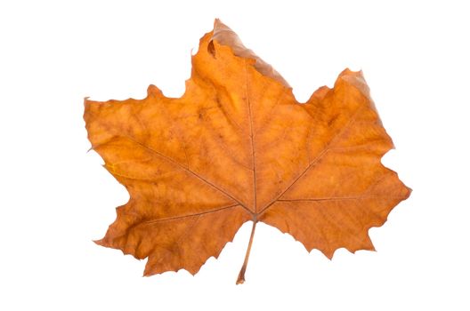 autumn maple-leaf, isolated on a white background.