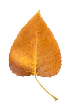 Fall leaf isolated on white background.