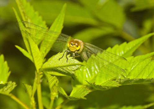 Dragonfly sitting on a flower in the morning