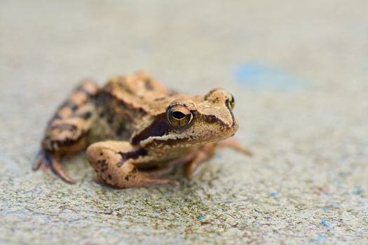 Young wet toad sitting on the concrete