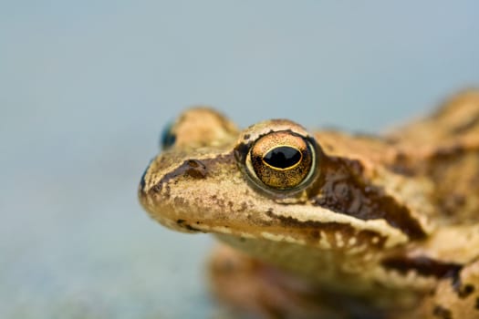 Young wet toad&amp;amp;#39;s head close up.