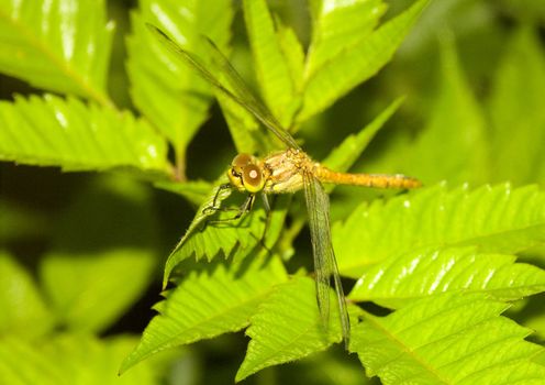 Dragonfly sitting on a flower in the morning