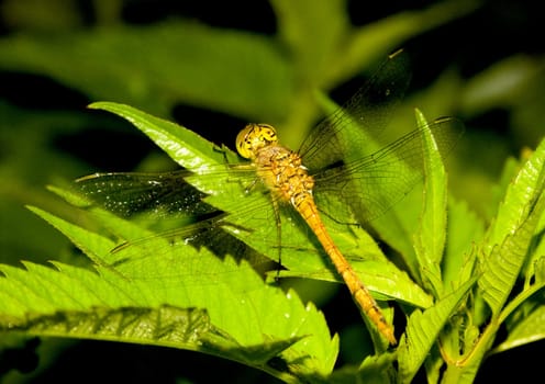 Dragonfly sitting on a flower in the morning