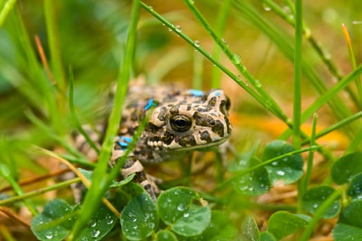 Young wet toad hiding in the wet grass