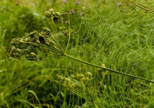 Closeup of morning dew on a spiderweb
