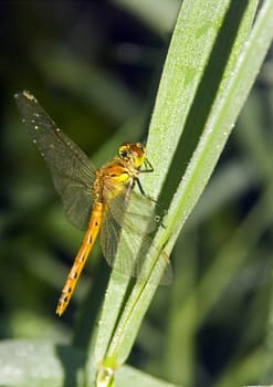 Dragonfly sitting on a flower in the morning