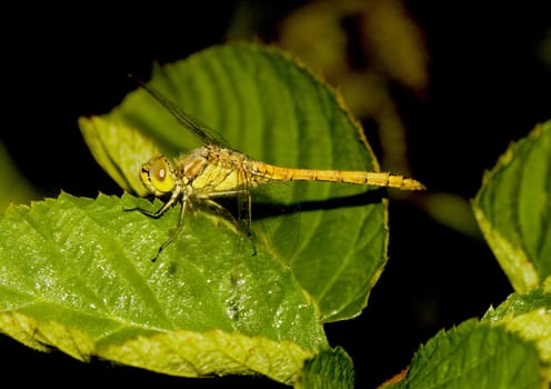 Dragonfly sitting on a flower in the morning