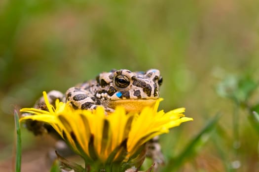 Young toad on the soft thistle flower in the grass
