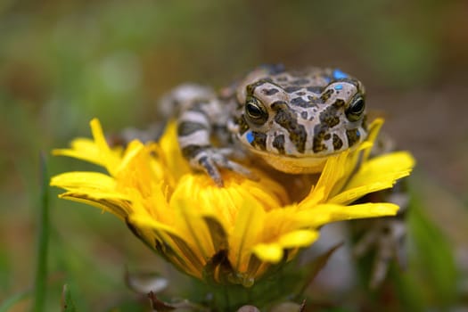 Young toad on the soft thistle flower in the grass