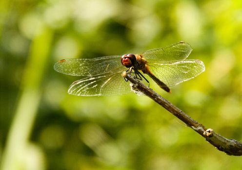 Dragonfly sitting on a flower in the morning