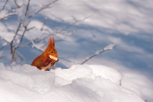 Red squirrel in the natural environment