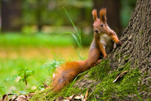 Red squirrel in the natural environment