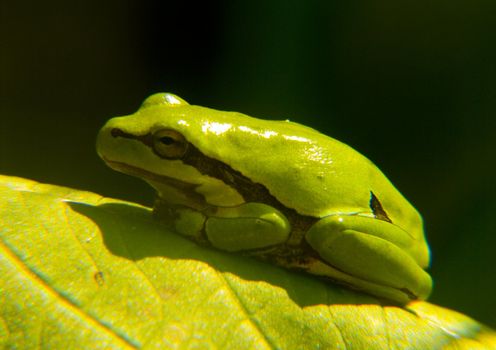 Small green frog sitting on a flower in the morning