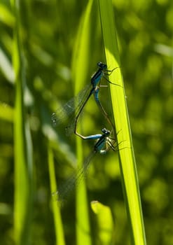 Dragonfly sitting on a flower in the morning