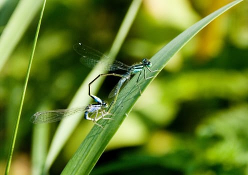 Dragonfly sitting on a flower in the morning