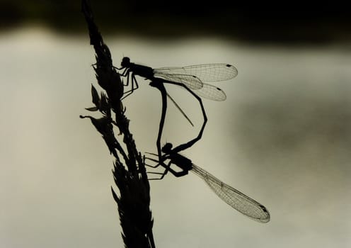 Dragonfly sitting on a flower in the morning