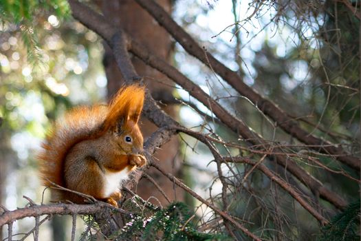 Red squirrel in the natural environment