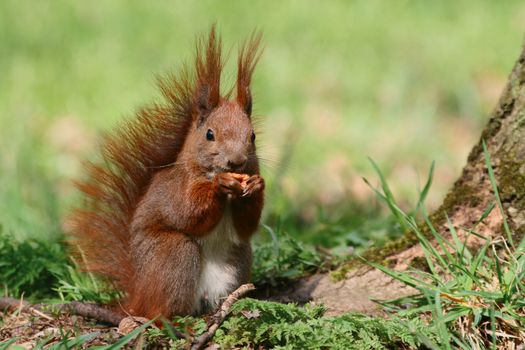 Red squirrel on the grass