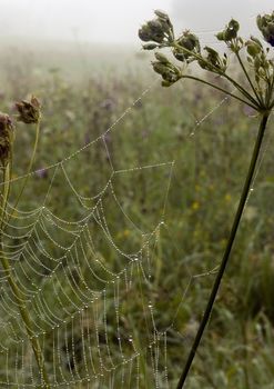 Closeup of morning dew on a spiderweb