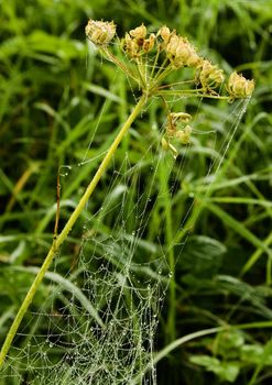 Closeup of morning dew on a spiderweb