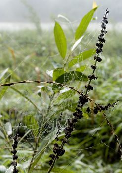 Closeup of morning dew on a spiderweb
