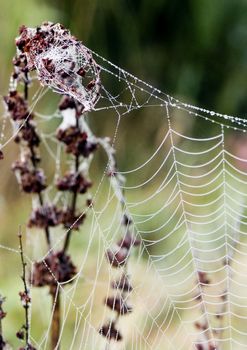 Closeup of morning dew on a spiderweb