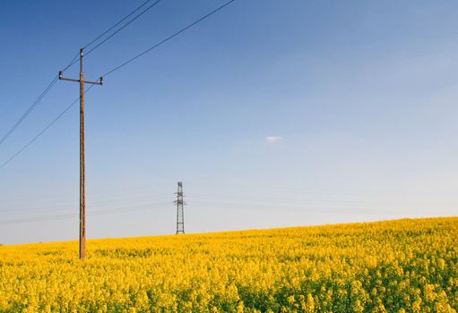 Rape field and the blue sky