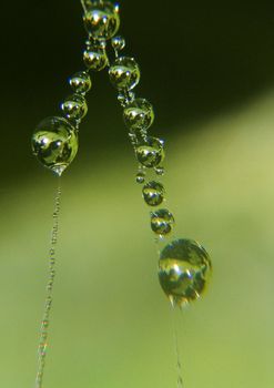 Closeup of morning dew on a spiderweb