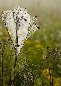 Closeup of morning dew on a spiderweb