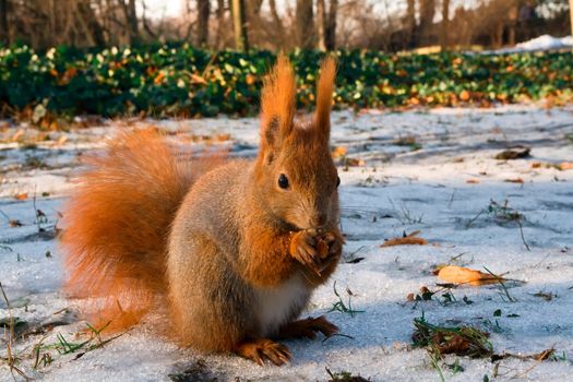 Red squirrel in the natural environment