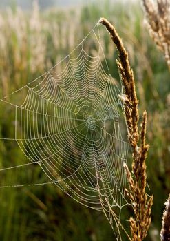 Closeup of morning dew on a spiderweb