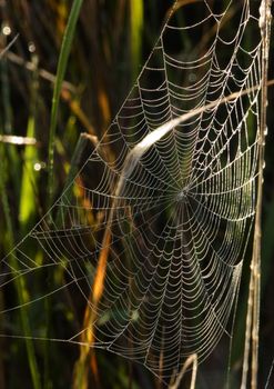 Closeup of morning dew on a spiderweb