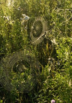 Beautiful spider web in the morning