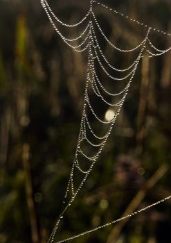 Beautiful spider web in the morning