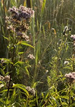 Beautiful spider web in the morning