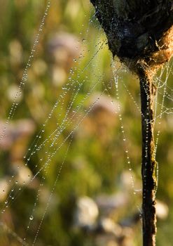 Beautiful spider web in the morning