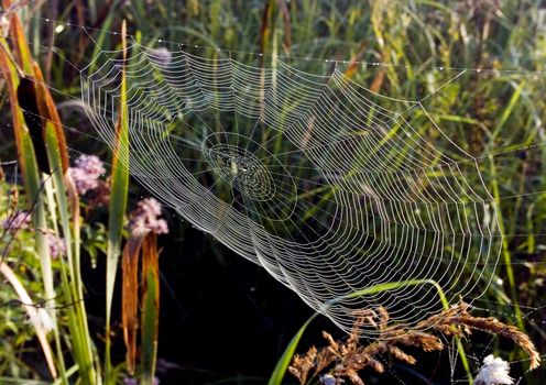 Beautiful spider web in the morning