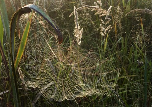 Spider web with early morning dew on it.