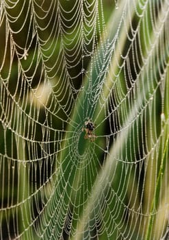 Spider web with early morning dew on it.