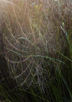 Spider web with early morning dew on it.