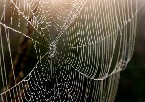 Spider web with early morning dew on it.