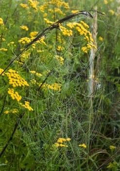 Spider web with early morning dew on it.