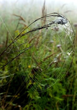 Spider web with early morning dew on it.