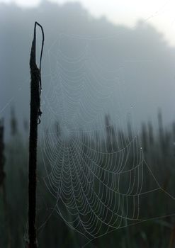 Spider web with early morning dew on it.