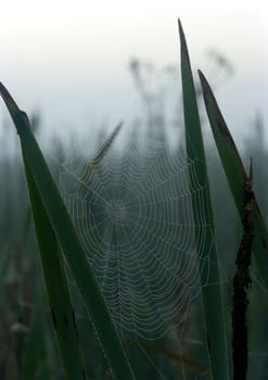 Spider web with early morning dew on it.