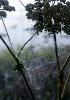 Spider web with early morning dew on it.