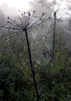 Spider web with early morning dew on it.