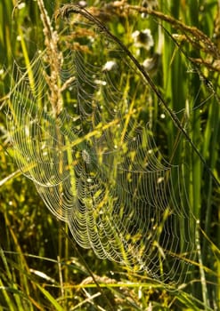 Spider web with early morning dew on it.